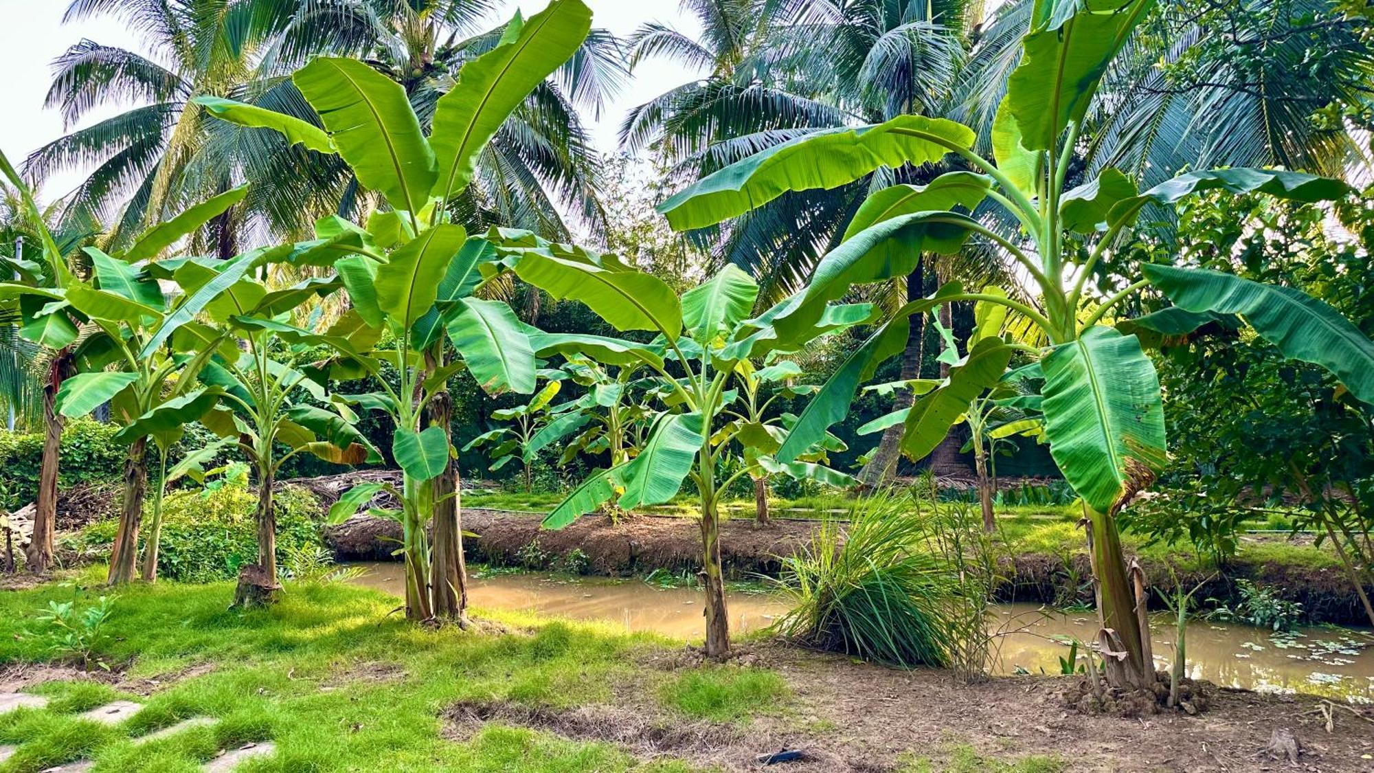 Hide Away Bungalows In Ben Tre City Екстериор снимка