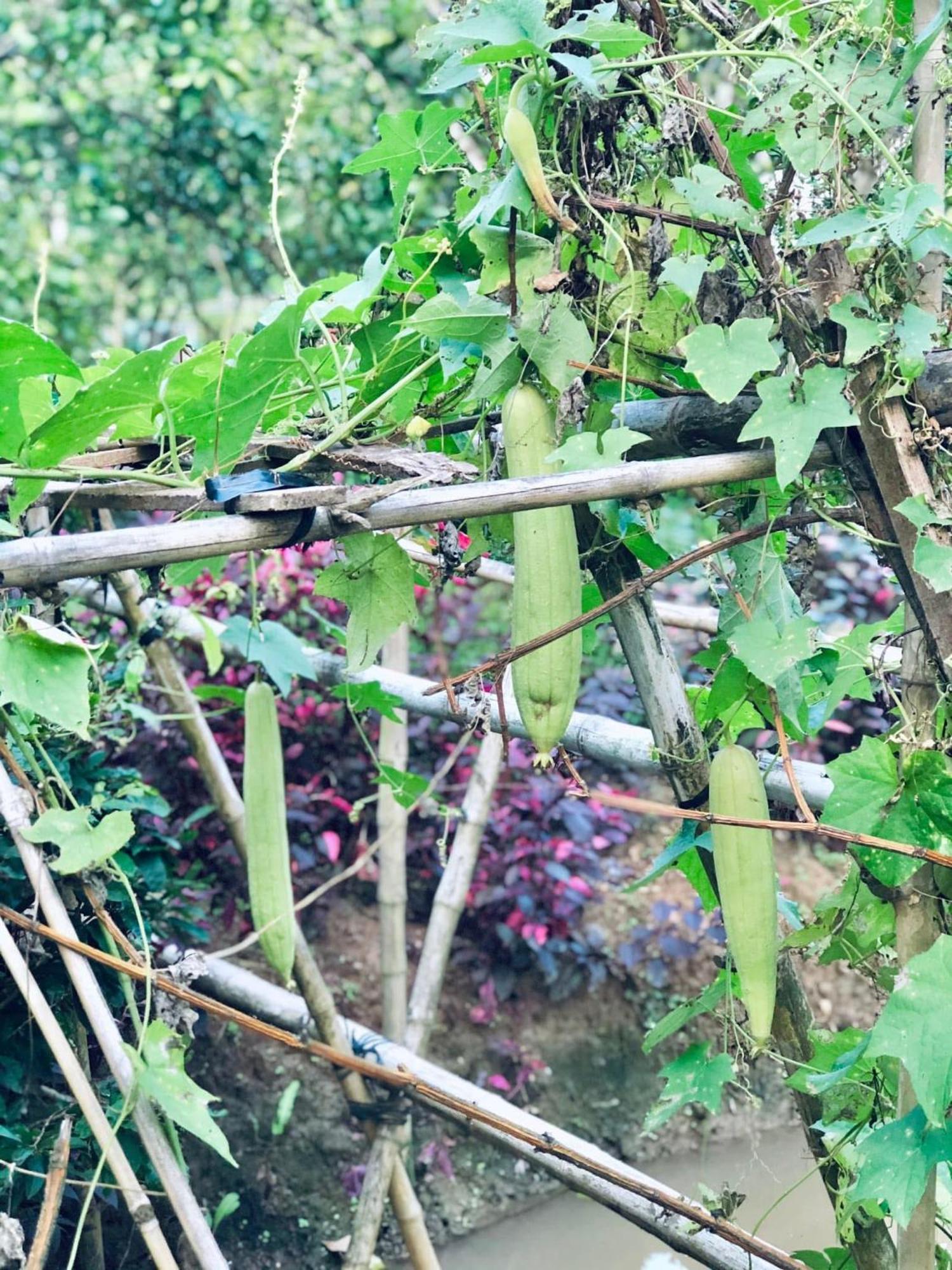 Hide Away Bungalows In Ben Tre City Екстериор снимка